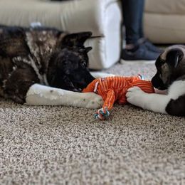 Akita Puppies from BleuMoon Akitas