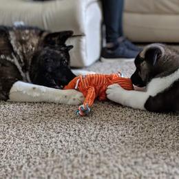 Akita Puppies from BleuMoon Akitas