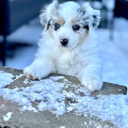 Girl 2 - Miniature American Shepherd puppy from Morning Glory Minis