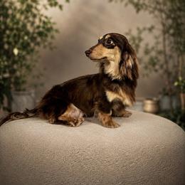 Lacey - Dachshund
