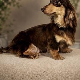 Lacey - Dachshund