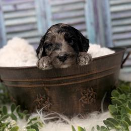 Titanium - Blue male Australian Labradoodle puppy in Brush Prairie, Washington from Fancy Pants Labradoodles