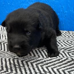 Boy4 - Black male German Shepherd puppy in Sharon Grove, Kentucky from Julie’s Shepherds