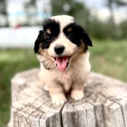 Starbucks - Black and white female American Corgi puppy in Bayard, Nebraska from Puppies by Alies