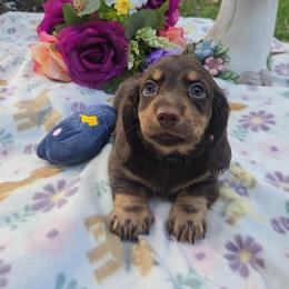 Black-Chewy - Chocolate and tan male Dachshund puppy in Waukegan, Illinois from Rolling and Howling Basset Hounds and Dachshunds
