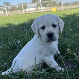 Girl 1 - female Labrador Retriever puppy in Medford, Oregon from Valley View English Labs