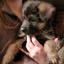 German Shepherd Puppies from Badenheath German Shepherds