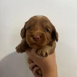 Latté - Apricot female Australian Labradoodle puppy in Orange, California from Little Kingdom Doodles