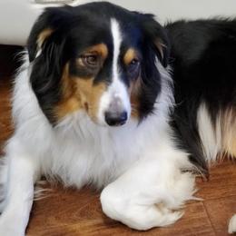Aussiedoodles and Australian Shepherds from Rockin' Aussie Kennels