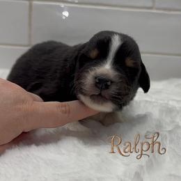 Ralph 'Wreck it Ralph' - Black tri-color male Australian Shepherd puppy in Zephyrhills, Florida from Highland Shelties & Aussies