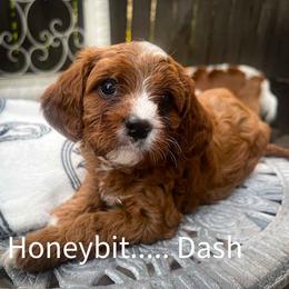 Dash - Red male Cavapoo puppy in Maple Grove, Minnesota from Honey Bit Kennels