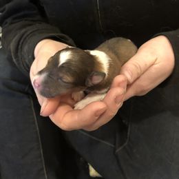 Boy 1 - Shetland Sheepdog puppy in Buffalo, Minnesota from Gulstad’s Shelties