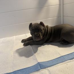 American Bully Puppies from M&M XL Bully Kennel