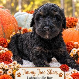 Timmy Two Slices - Black male Labradoodle puppy in Grove, Oklahoma from Guinn Family Farms