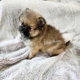 Maple - Wolf sable female Pomeranian puppy in Ponca City, Oklahoma from Bliss Acres Farm