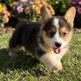 Xaden blue - Black and tan male Pembroke Welsh Corgi puppy in Sanford, Michigan from Tambali Pembroke Welsh Corgis