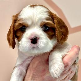 Hatfield - Blenheim male Cavalier King Charles Spaniel puppy in Lambertville, Michigan from Dream Dog LLC