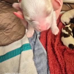 Girl 2 - Cream female Havanese puppy in Melba, Idaho from Lawson Havanese