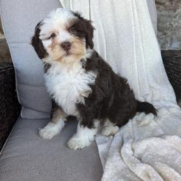 Miss Indie - Brown and white female Bernedoodle puppy in Holtwood, Pennsylvania from Country Ridge Puppies