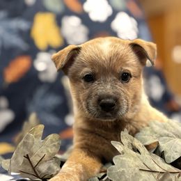 Boy 3 - Red speckled male Australian Cattle Dog puppy in Scurry, Texas from RedHorizon AKC Australian Cattle Dogs (Heelers)