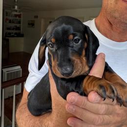 Bonnie - Black and tan female Dachshund puppy in Fort Wayne, Indiana from Hot Dog Haven