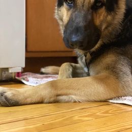 German Shepherd Puppies from Sandy’s Shepherds