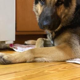 German Shepherd Puppies from Sandy’s Shepherds