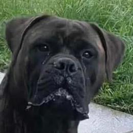 Bullmastiffs from Silverback Bullmastiffs