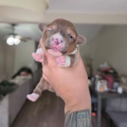 Hermione - Blue female Pembroke Welsh Corgi puppy in Tallahassee, Florida from Koko's Korgis