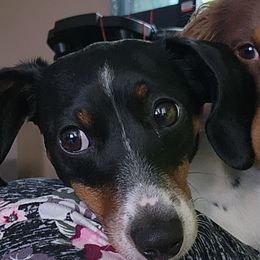 Dachshunds from Dogwood Doxies