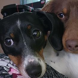 Dachshunds from Dogwood Doxies