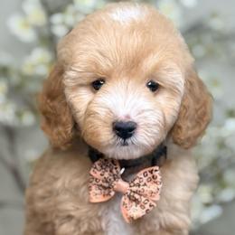 Zion - Apricot female Goldendoodle puppy in Yuciapa, California from AlltheDoodlez_