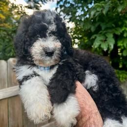 Charlie - Black and white male Bernedoodle puppy in Holt, Missouri from Mindys Doodles