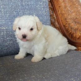 Biscayne - White male Havanese puppy in Hamptonville, North Carolina from Alabama Havanese Kennel Tidewater Kennel