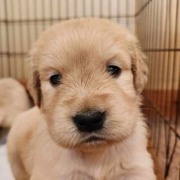 Golden Retriever and Labrador Retriever Puppies from Storm Chasers Retrievers