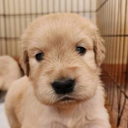 Golden Retriever and Labrador Retriever Puppies from Storm Chasers Retrievers