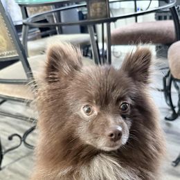 Bella - Chocolate parti female Pomeranian puppy in Newport News, Virginia from Itty Bitty Poms
