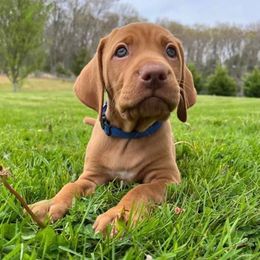 Miniature American Shepherds and Vizslas from New River Gorgeous Puppies