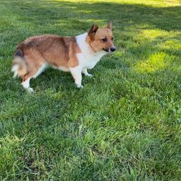 Lady - Sable female Pembroke Welsh Corgi puppy in Selma, California from Serenity Ann Pups