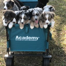 Australian Shepherd Puppies from BarberHof’s  Australian Shepherds
