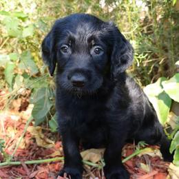 Licorice - Black female Labradoodle puppy in Apache Junction, Arizona from Loving Doodle