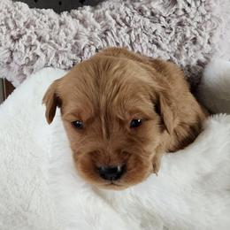 Blue collar - Golden male Golden Retriever puppy in Boulder, Montana from Sharee's Golden Retrievers