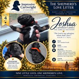 Cartwrights Joshua Entering Through the Door - Phantom male Poodle puppy in Albany, Kentucky from Impressive Cartwright Standards