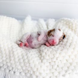 Frostleaf - Parti female Goldendoodle puppy in Greencastle, Indiana from Willow & Co.