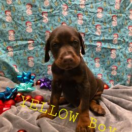 Yellow - Red and rust male Doberman Pinscher puppy in Knox, Indiana from Double River Dobermans