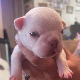 Rip - White male Bulldog puppy in Seneca, South Carolina from Burrell’s Bulldog Kingdom