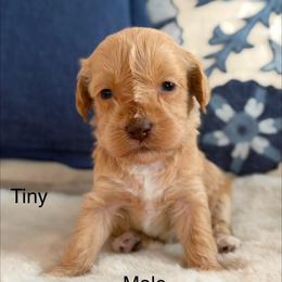 Tiny - Caramel male Australian Labradoodle puppy in Londonderry, New Hampshire from Granite State Labradoodles