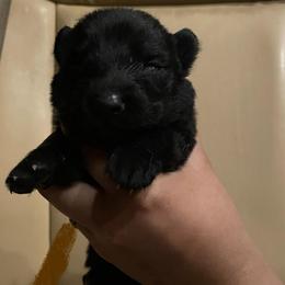 Baron (Brown) - Black male German Shepherd puppy in Pahrump, Nevada from Wachhund Kennels
