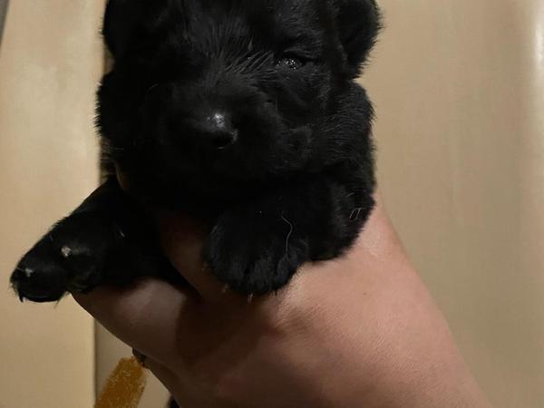 Baron, black German Shepherd puppy