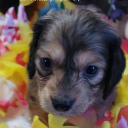 Astro (AKC and CKC registration included) - Sable male Dachshund puppy in Terlton, Oklahoma from CLARK'S BREEDING PROGRAM